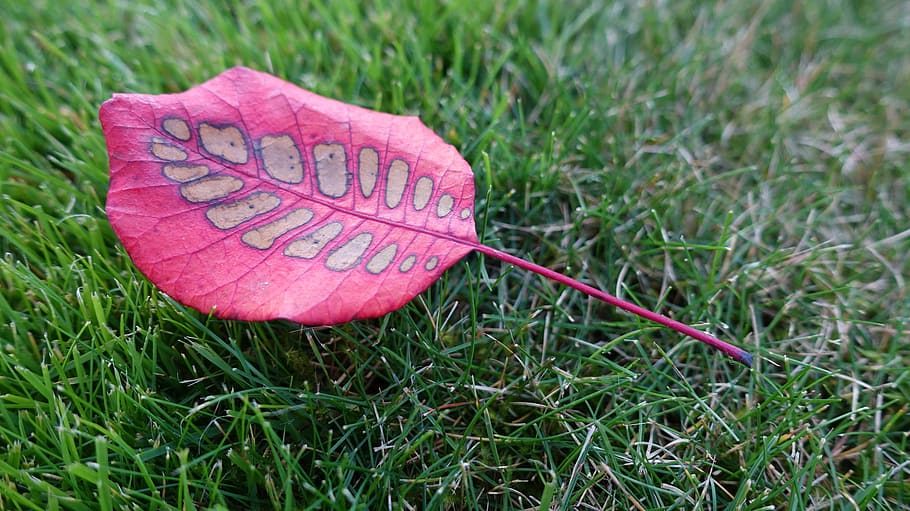 fall foliage, leaf, red leaves, fall color, wig brush, grass HD wallpaper