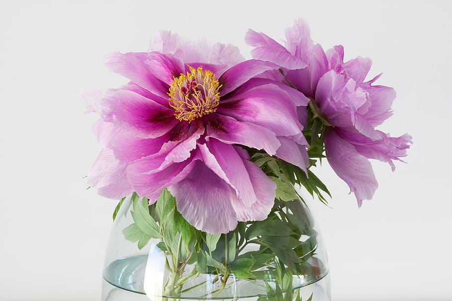 pink Peony flowers in glass flower vase, pentecost, nature HD wallpaper