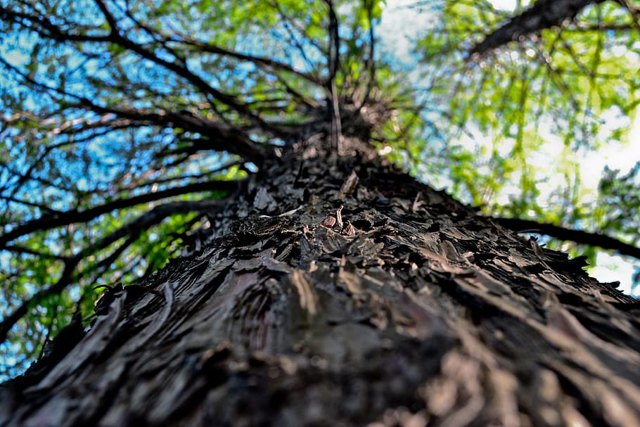 tree, nature, park, plant, tree trunk, growth, textured, no people HD wallpaper