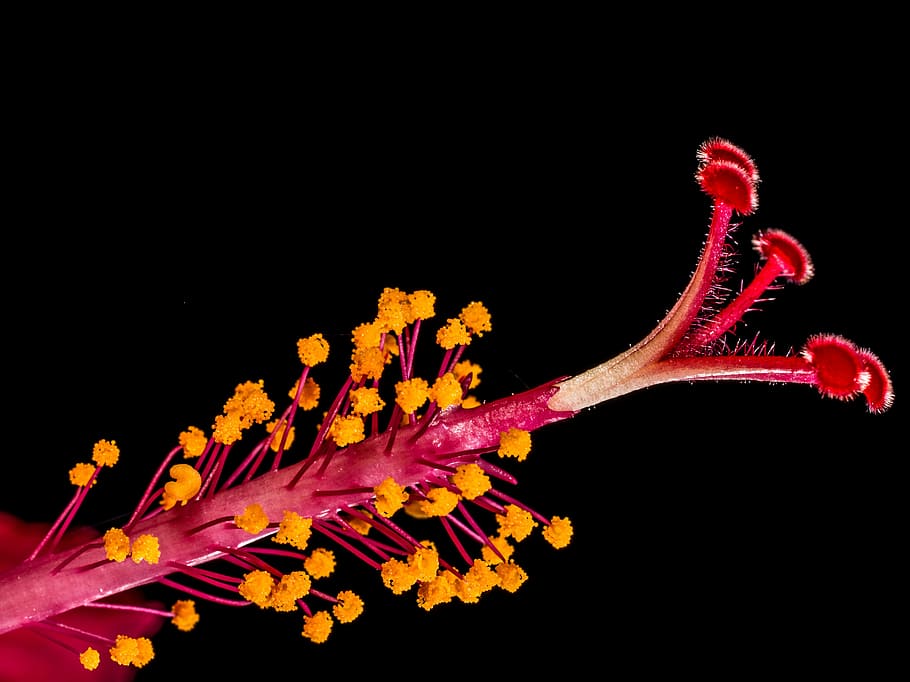 hibiscus, blossom, bloom, flower, red, marshmallow, malvaceae HD wallpaper