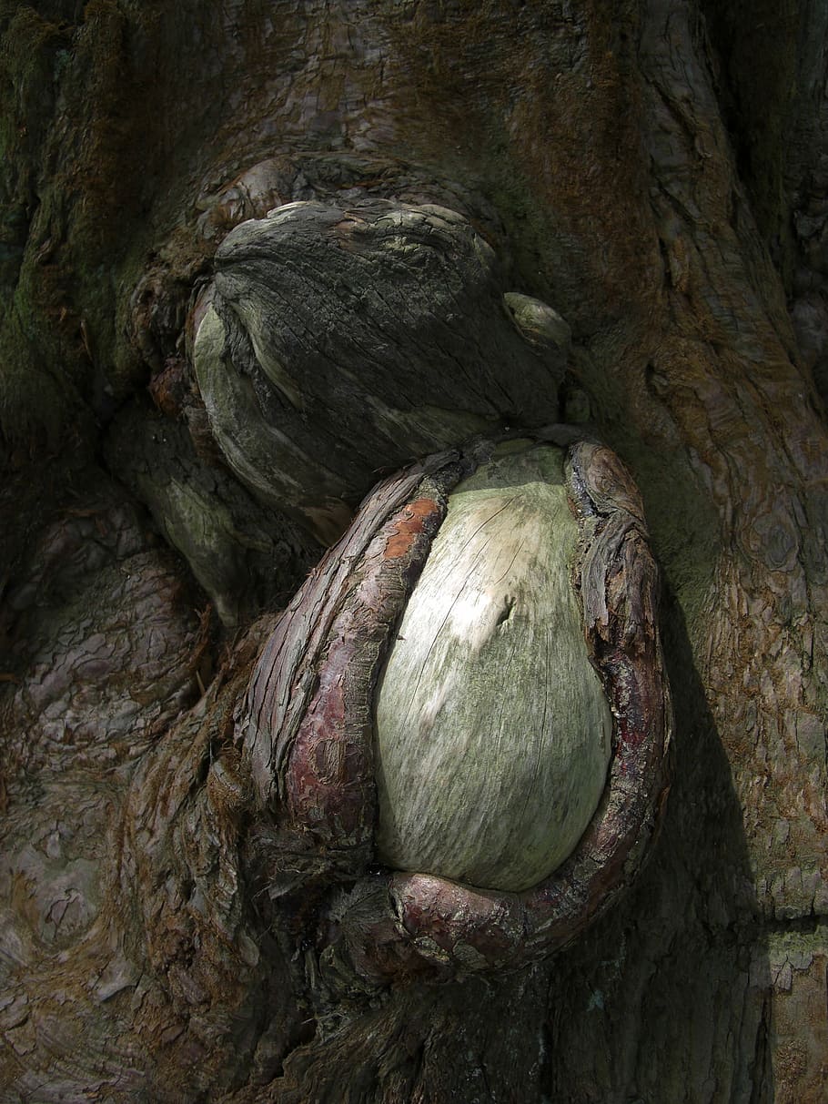 tree, bark, wart, textured, no people, close-up, tree trunk HD wallpaper