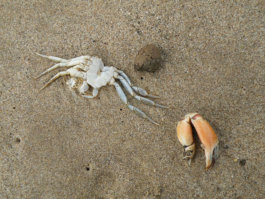 Crab, Dead, Claw, Crustacean, Ocean, beach, sand, nature, animal, HD wallpaper