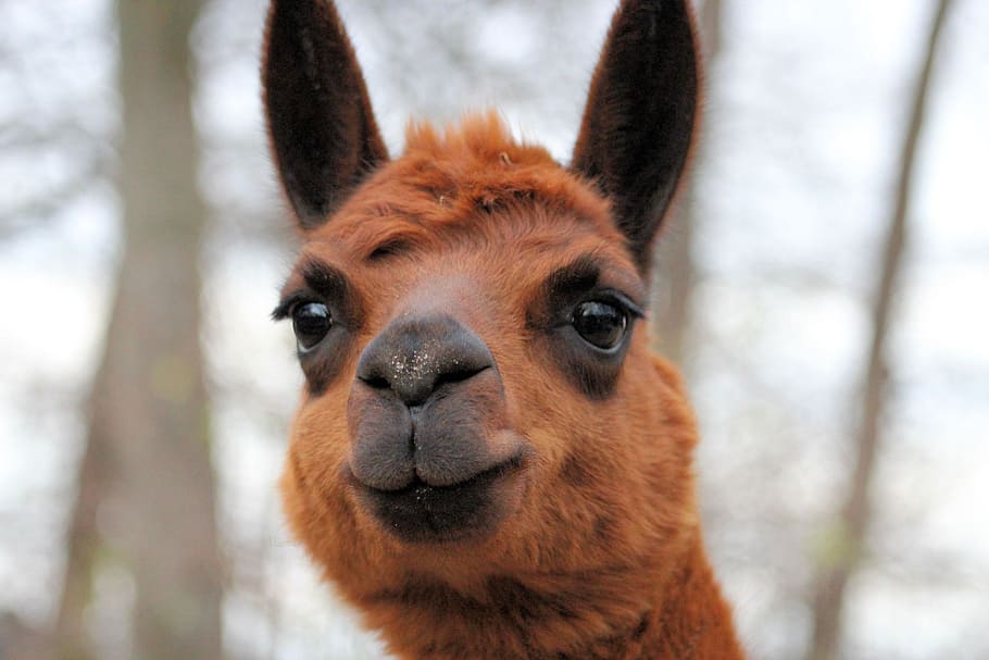 Alpaca, Animals, Wool, Fur, Mammal, fluffy, wildlife photography HD wallpaper
