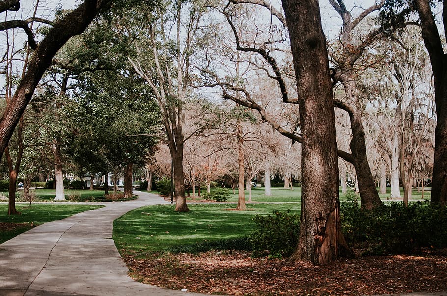 photo of pathway between trees, asphalt road between of grass lawn with bare trees during daytime HD wallpaper
