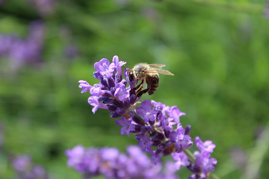 lavender, bee, insect, pollination, violet, close up, flower HD wallpaper