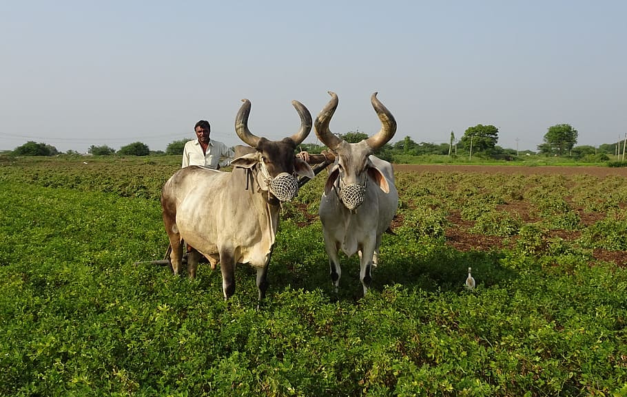 bullock, ox, plough, furrowing, cattle, kankrej, indian, breed