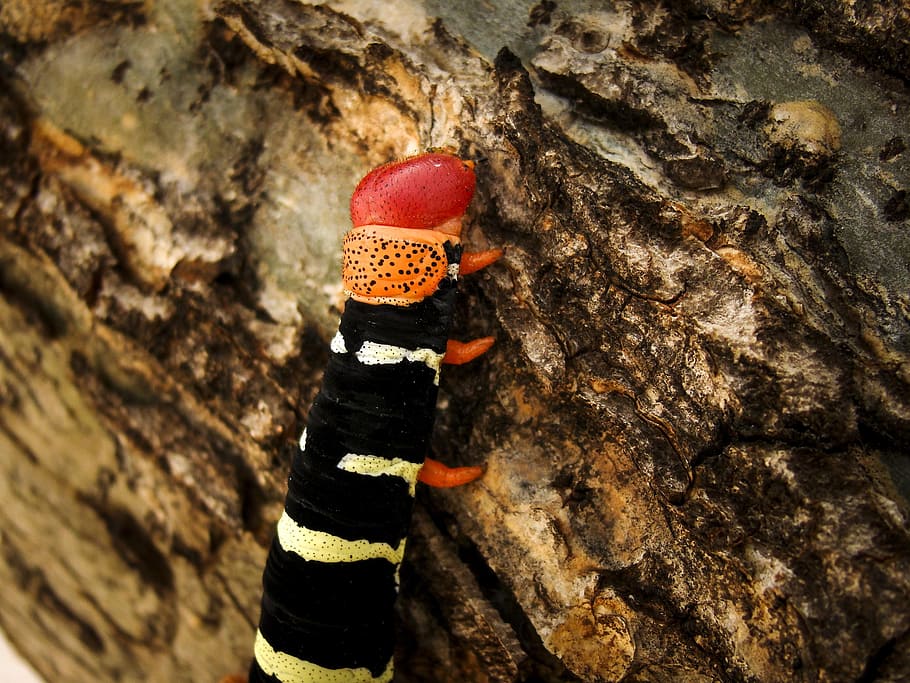 insect, caterpillar, tree, textured, close-up, tree trunk, day HD wallpaper