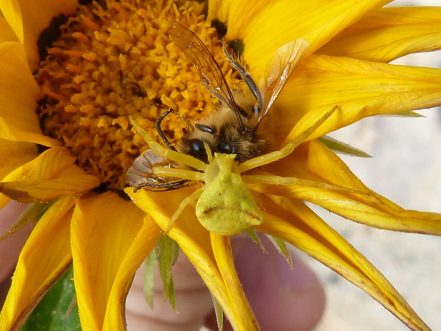Spider Devouring A Bee, Spider Yellow, predator, insects, arachnid HD wallpaper