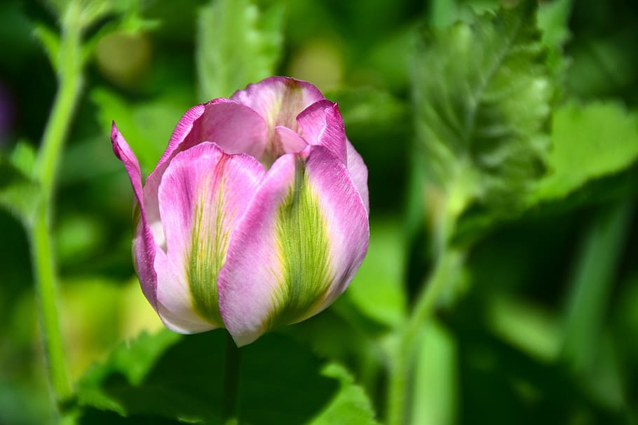 tulip, flower, flowers, spring, cut flowers, violet, spring flowers HD wallpaper