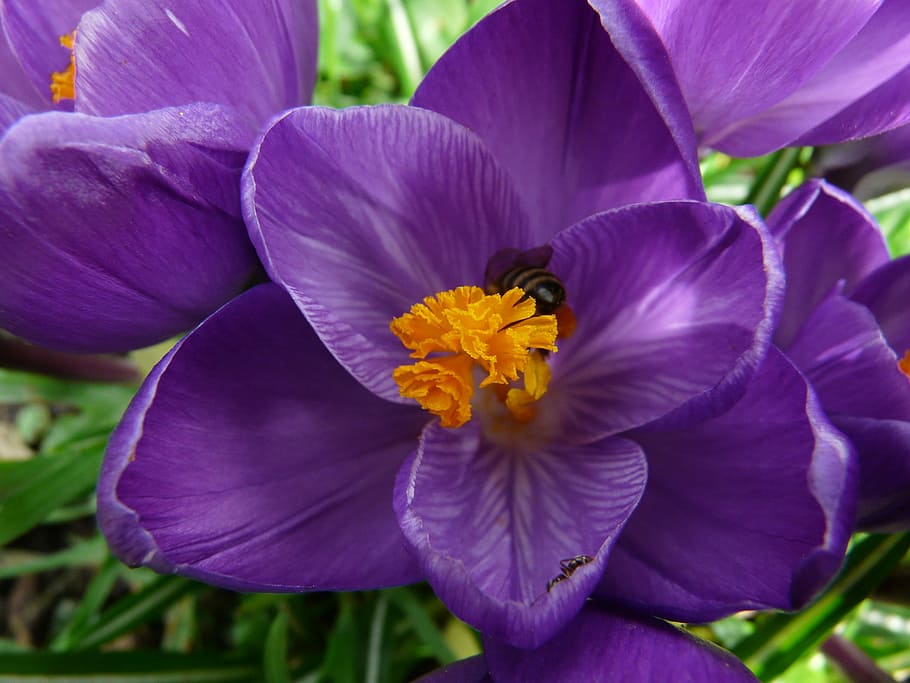 crocus, plant, garden, close, macro, flowers, spring, meadow HD wallpaper