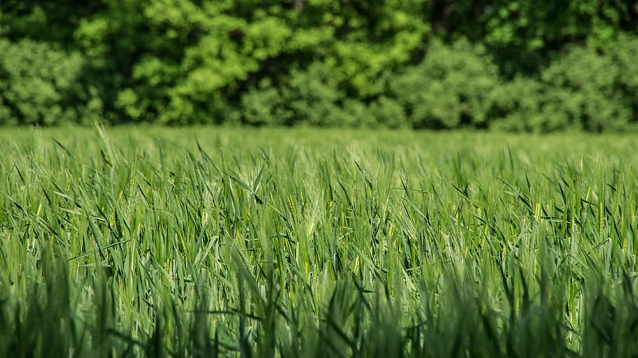 field, wheat, seed, green, harvest, wheat field, agriculture HD wallpaper