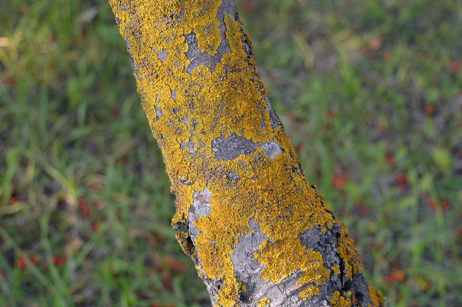 lichen, mold, tree, outgrowth, bark, trunk, disease, garden HD wallpaper