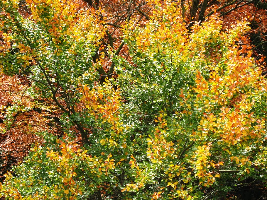 autumn, tree, leaves, fall foliage, forest, autumn forest, deciduous tree HD wallpaper