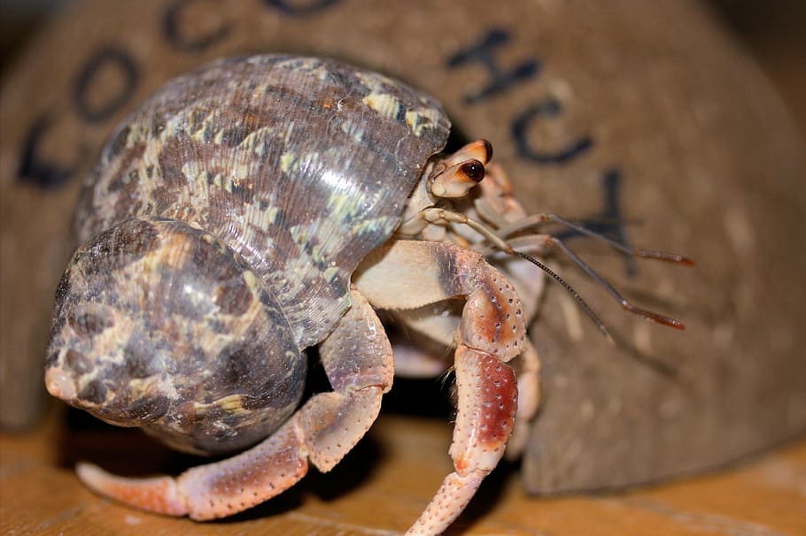 crab, hermit crab, crustacean, shell, mottled, marine, animal themes HD wallpaper