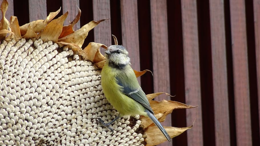 tit, sykora, bird, animal themes, vertebrate, animal wildlife HD wallpaper