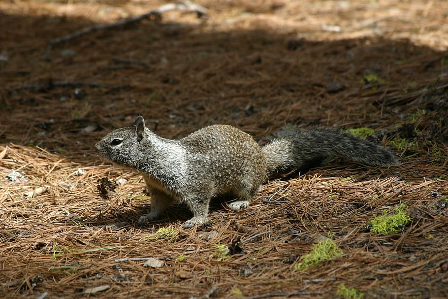 squirrel, animal, cute, ground squirrel, sweet, forest, nature HD wallpaper