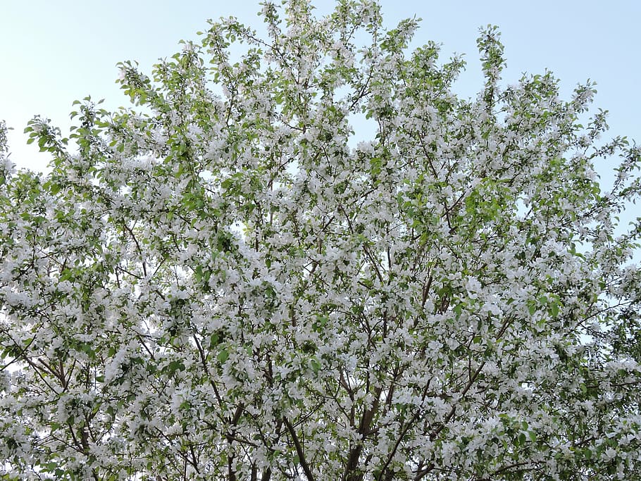 tree, blossoming, spring, green, white, blooming, flowering HD wallpaper