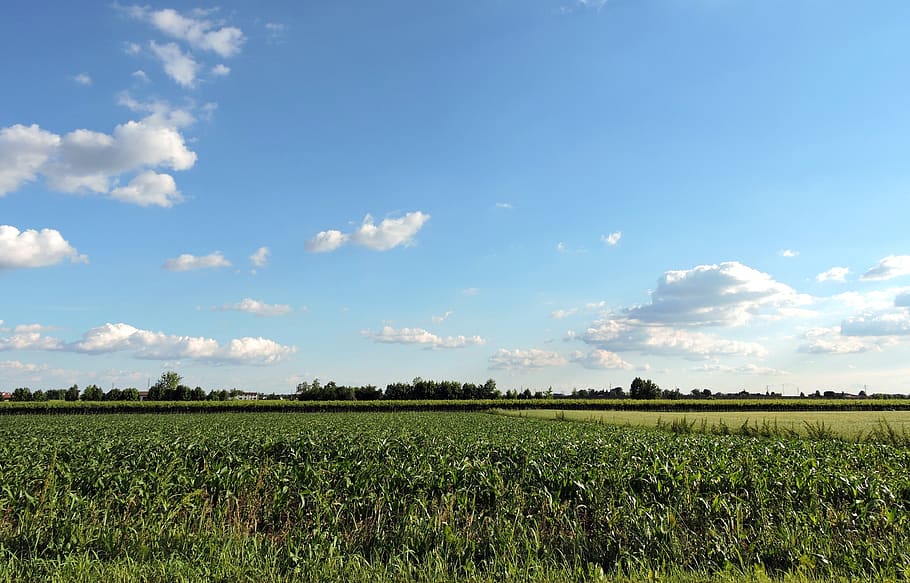 field, cloud, sky, green, nature, landscape, agriculture, growth HD wallpaper
