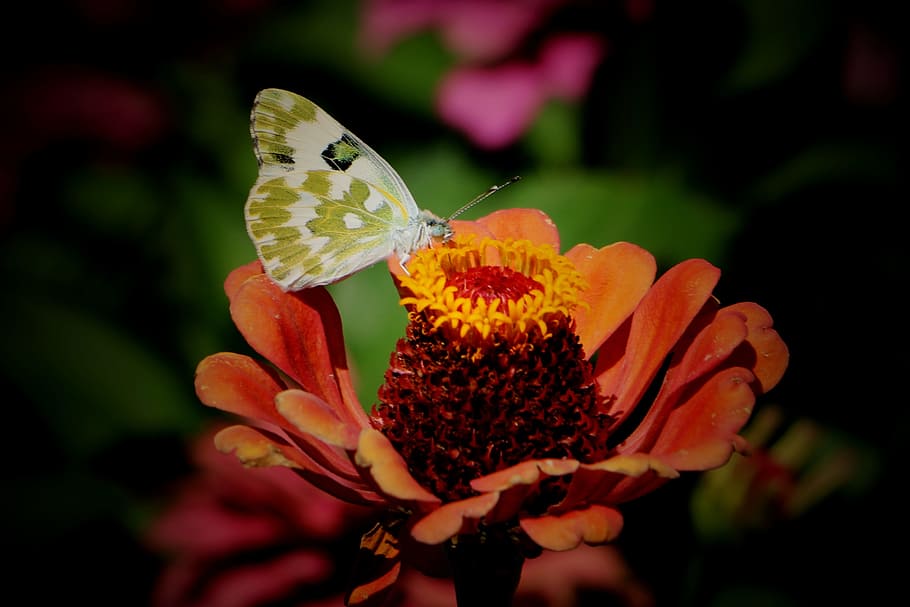 china, pet, butterfly, flower, flowering plant, beauty in nature HD wallpaper