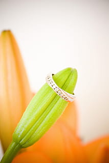 green flower bud with silver-colored ring, Engagement, Ring HD wallpaper