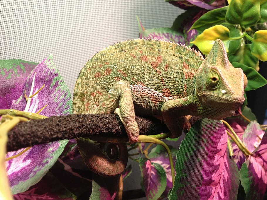 Chameleon, Lizard, Reptile, animal wildlife, one animal, animals in the wild HD wallpaper