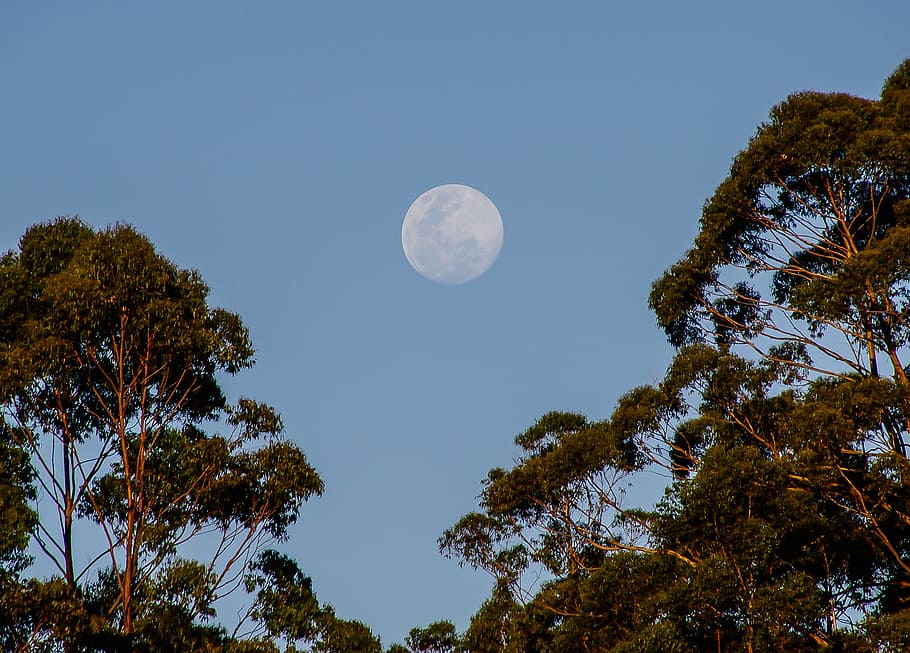 moon, sky, trees, blue, australia, plant, low angle view, beauty in nature HD wallpaper