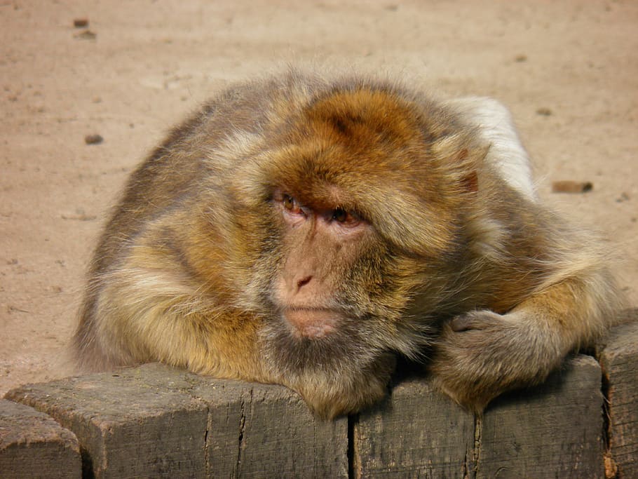 Monkey, Animals, Prague Zoo, the prague zoo, one animal, animal themes HD wallpaper