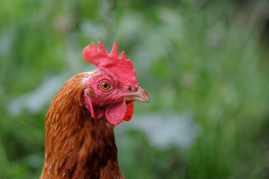 selective focus photography of brown rooster, orange and red rooster HD wallpaper