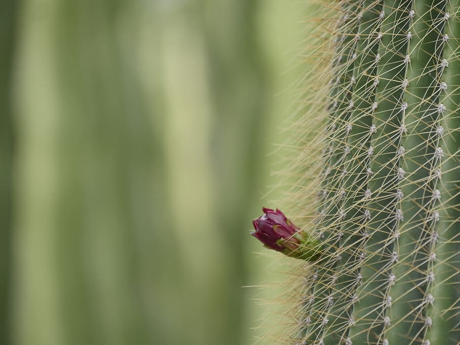 cactus, green, prickly, flora, red, fruit, stones, south, flower HD wallpaper
