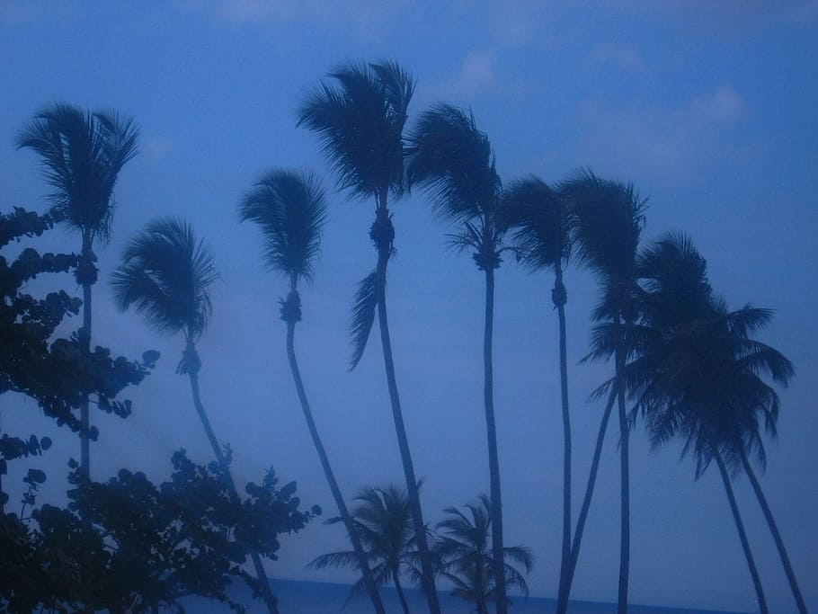 palm, trees, swaying, wind, coconut, sky, palm tree, plant
