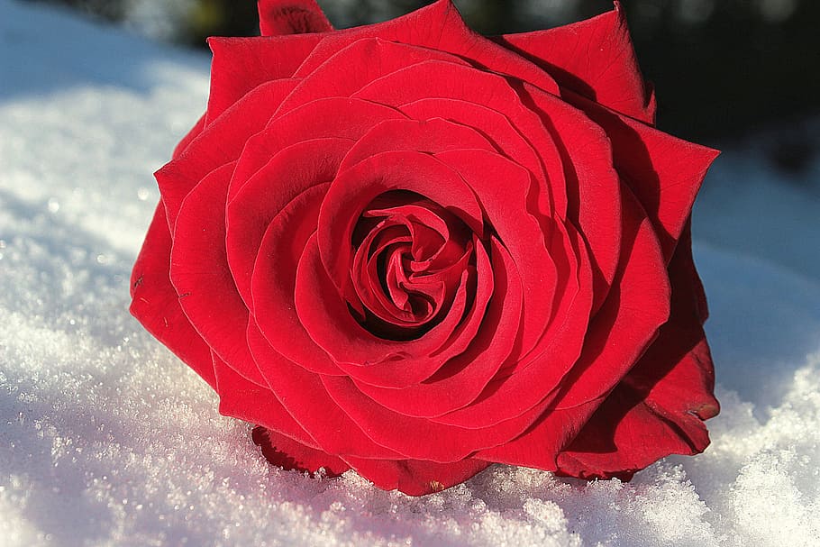 close-up of red rose in bloom on snowfield, flower, blossom, rose bloom, HD wallpaper