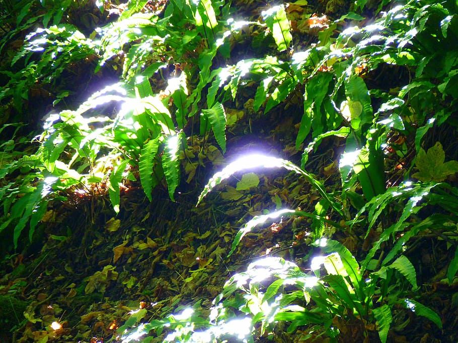 Forest, Leaves, Sun, Light, bright, shadow, green, nature, green color HD wallpaper