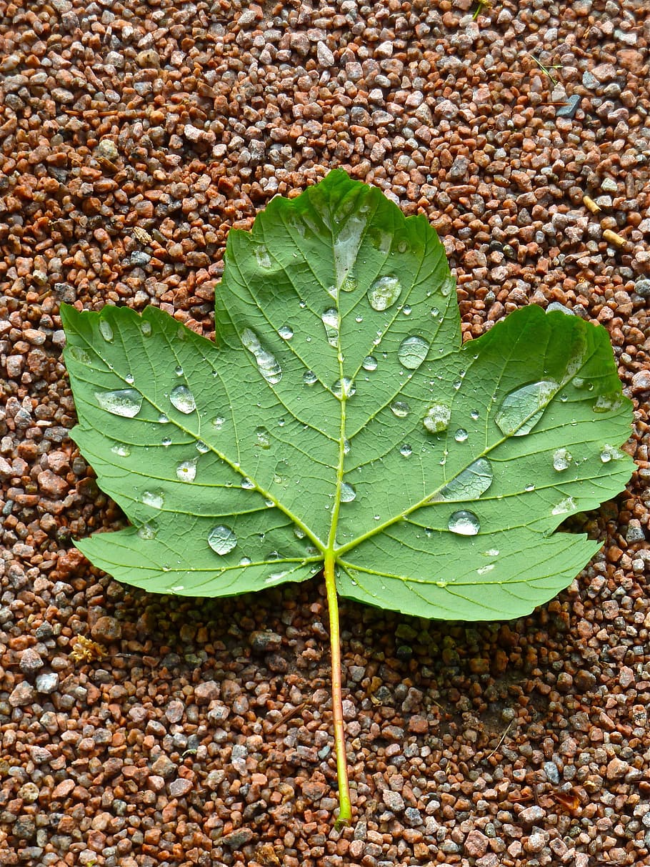 maple, leaf, droplets, green, natural, closeup, detail, macro HD wallpaper