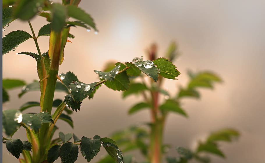 thorns, rose, leaf, prickly, nature, beauty, green, plant, flowers HD wallpaper
