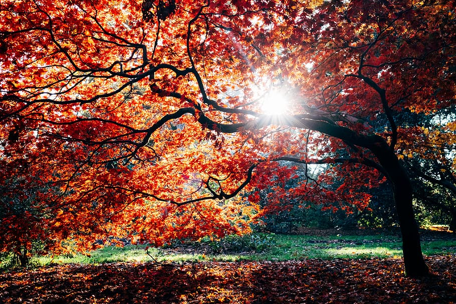 fall trees beside body of water during daytime, brown leaf tree at daytime HD wallpaper