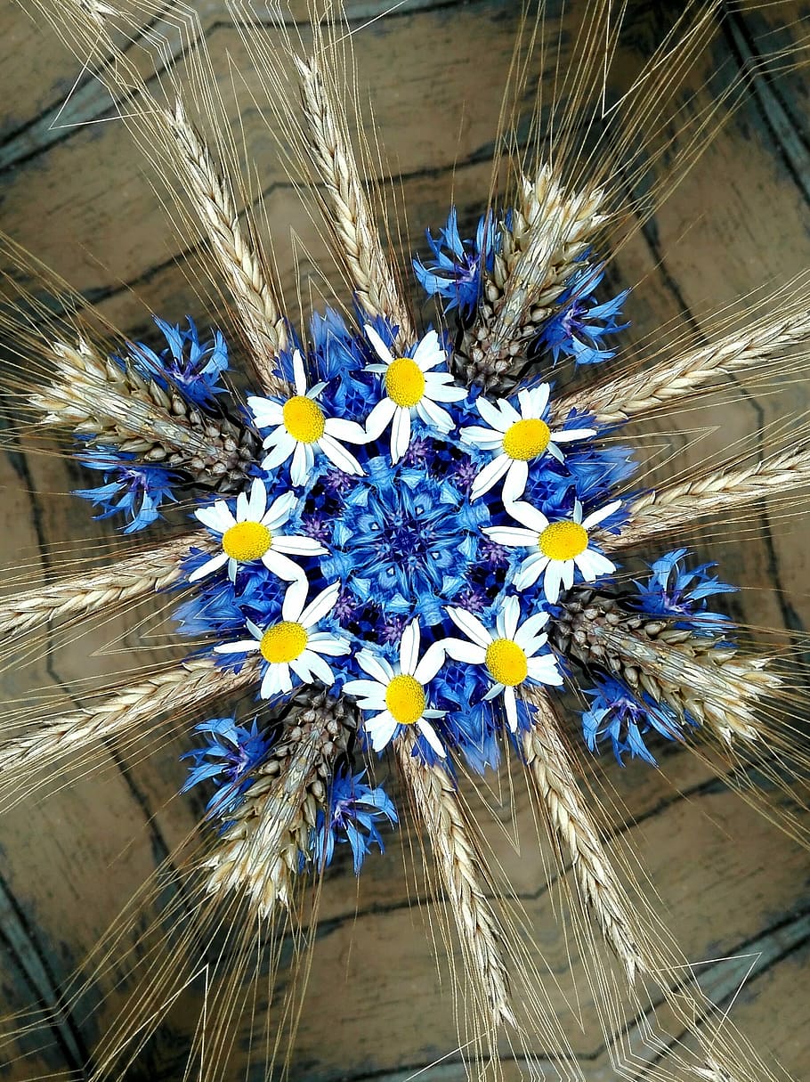 Cornflowers, Chamomile, Spikes, Summer, flowering plant, freshness HD wallpaper