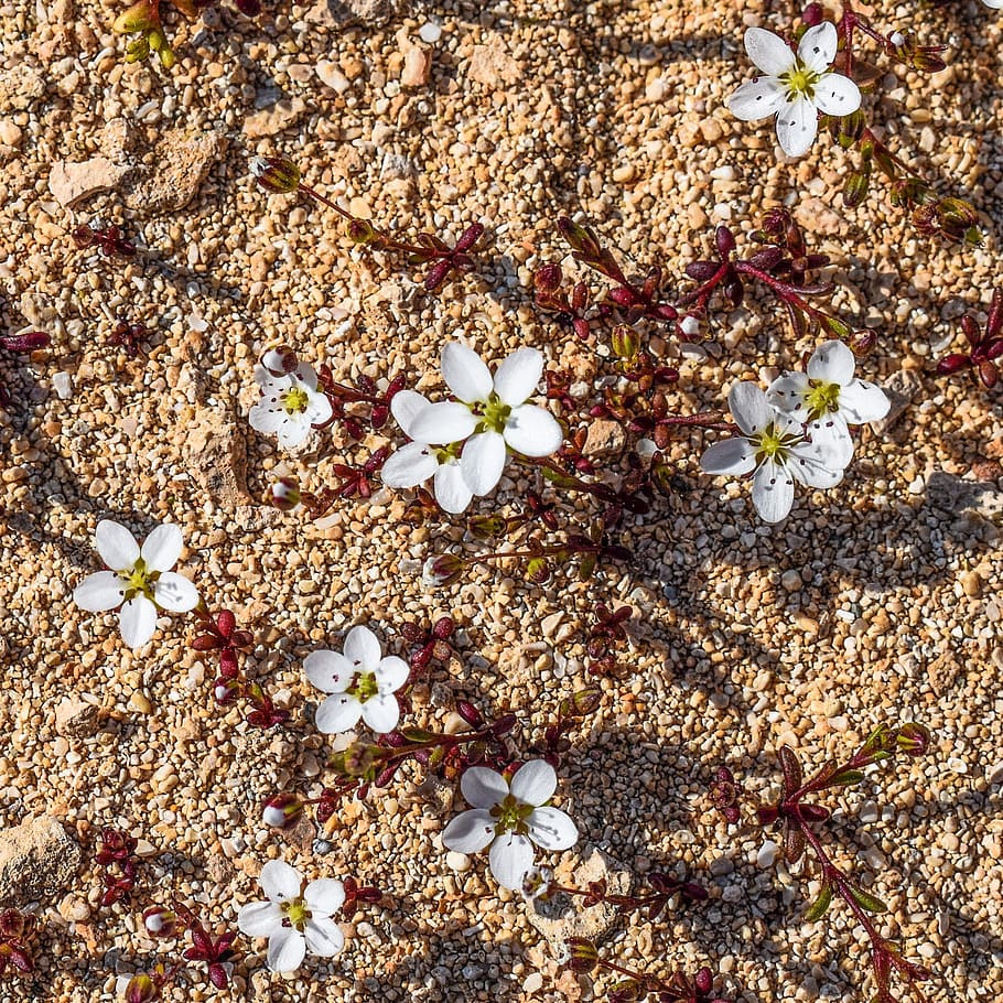 Wild Flower, White, Plant, Spring, tiny, nature, blossom, blooming HD wallpaper