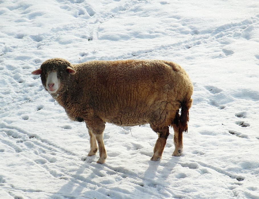 sheep, winter, snow, wool, cold temperature, animal themes HD wallpaper