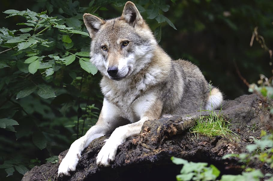 gray and white wolf lying on wooden surface, concerns, forest HD wallpaper