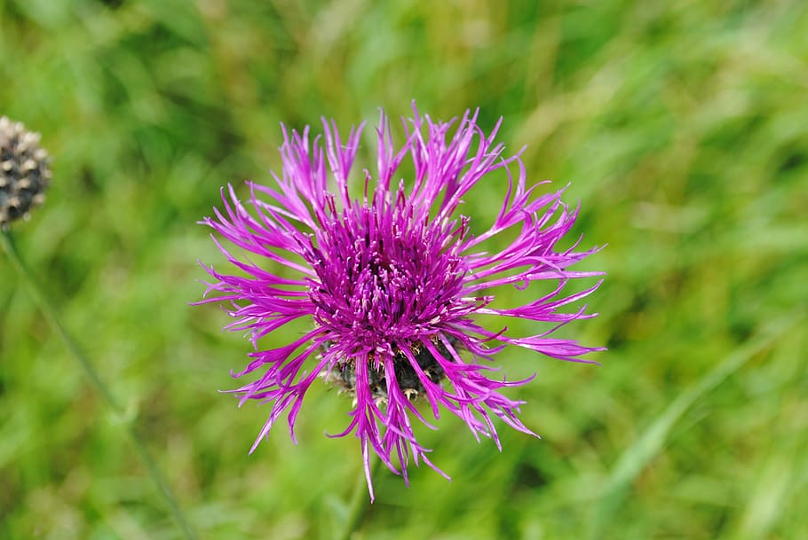 thistle, flower, grass, flowering plant, freshness, beauty in nature HD wallpaper