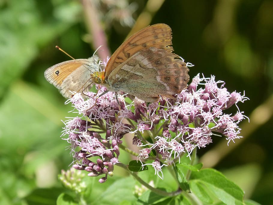 butterflies, libar, flower, detail, insect, nature, butterfly - Insect HD wallpaper