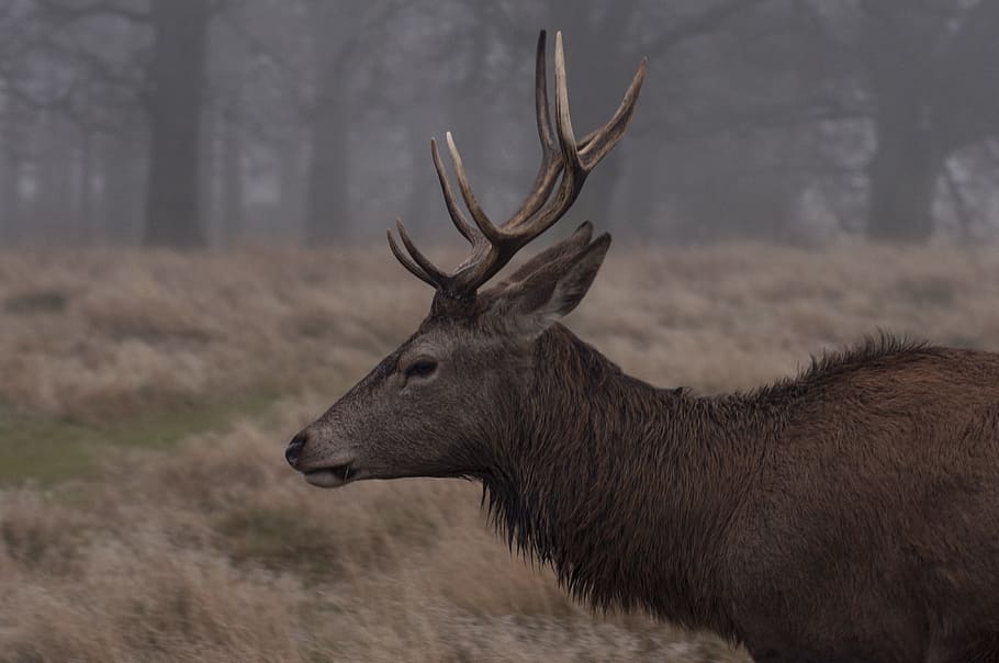 brown deer standing on field, selective focus photography of grey and black deer, HD wallpaper