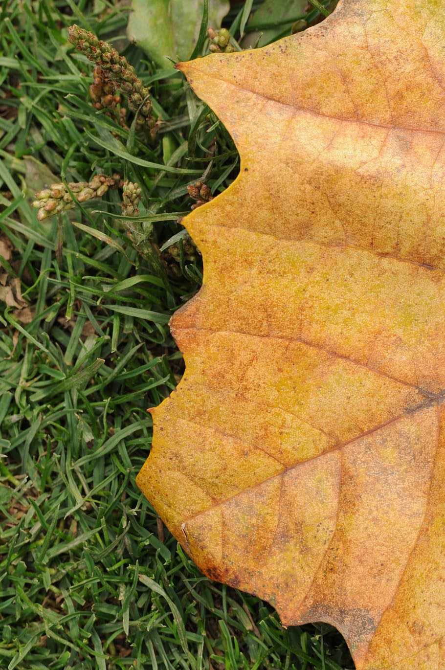 leaf, leaves, tree, nature, maple, seasons, fall, change, vein HD wallpaper