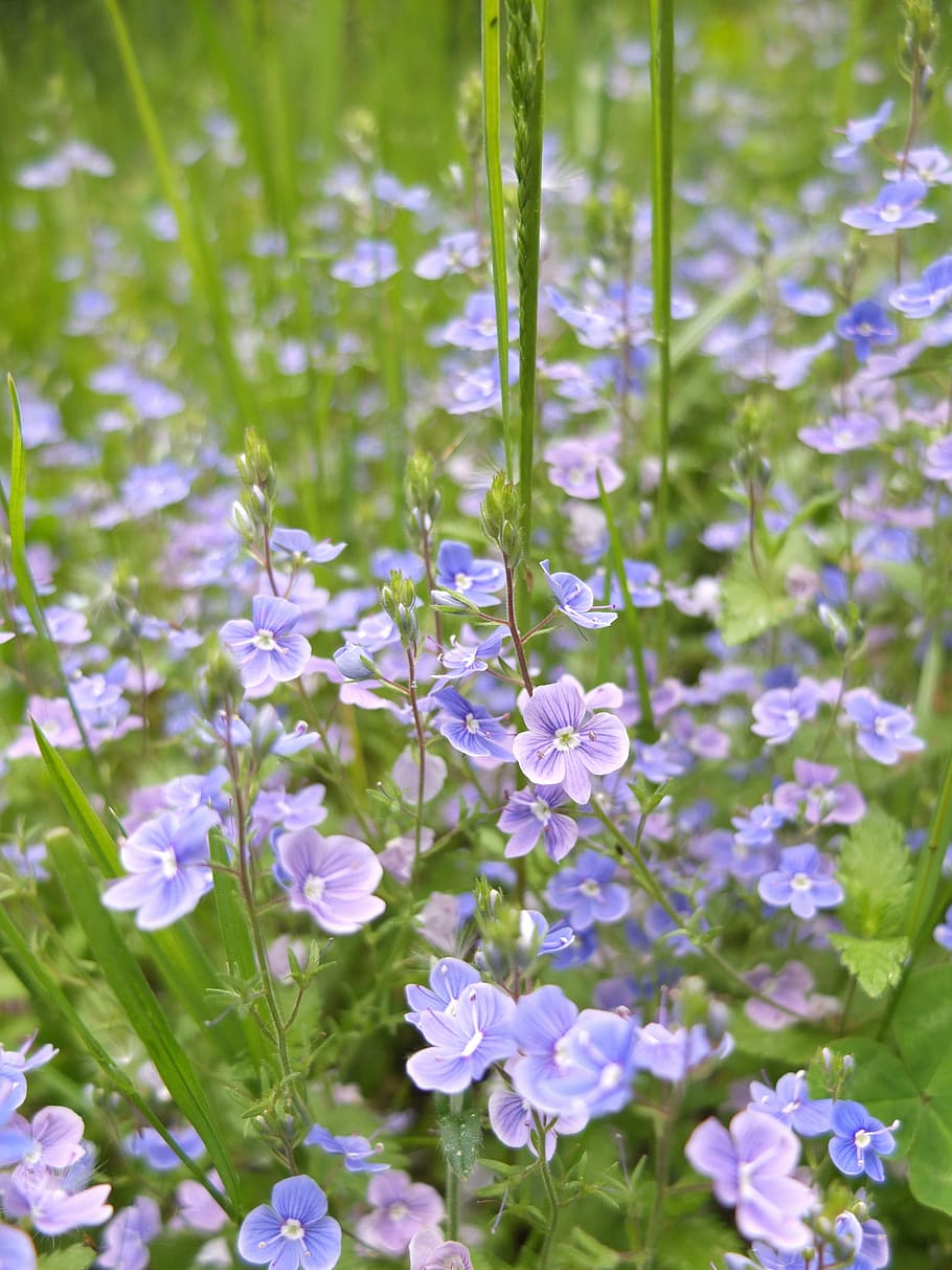 flowers, bloom, spring, nature, blue, meadow, green, grass HD wallpaper