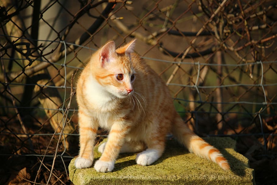 cat, kitten, mackerel, red mackerel tabby, red cat, tiger cat HD wallpaper