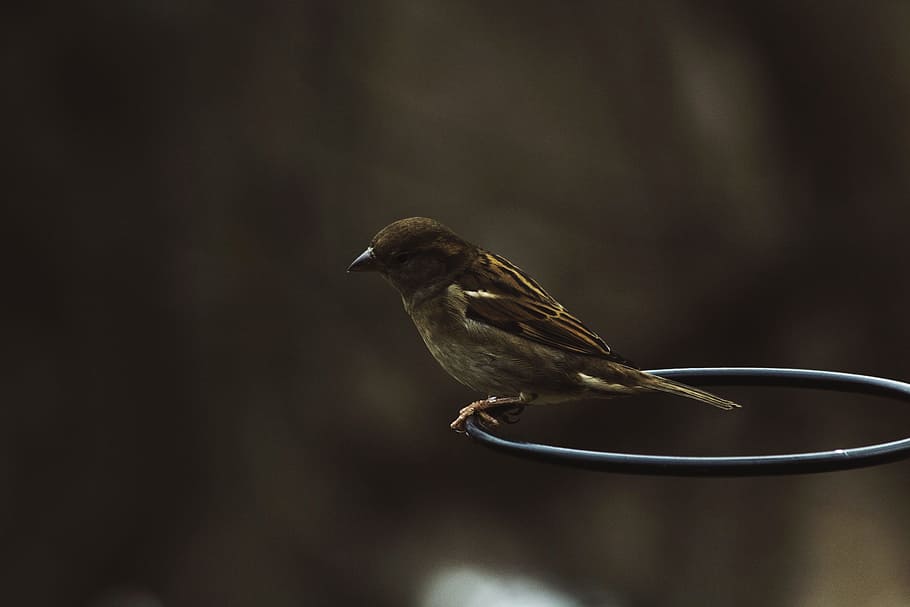 dark, bird, animal, ring, outdoor, animal wildlife, animals in the wild HD wallpaper