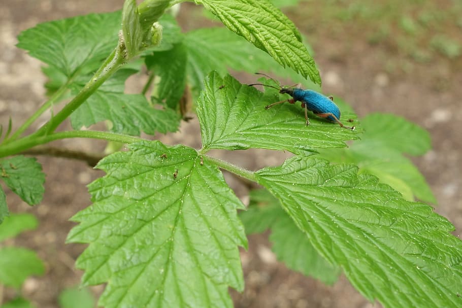 stinging nettle, beetle, macro, insect, animal, pollen, plant HD wallpaper