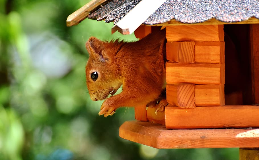 close up photo of squirrel on house, cute, animal, nager, nature HD wallpaper