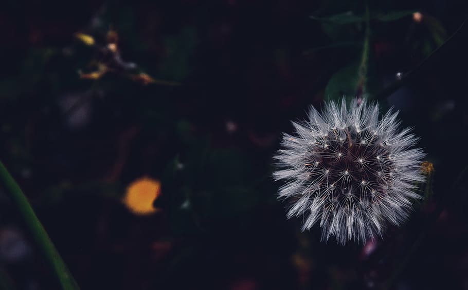 blur, close-up, color, dandelion, dark, evening, flower, night HD wallpaper