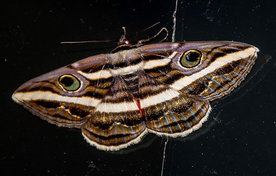 Moth, Insect, Brown, White, large, blue, red, pattern, eyes HD wallpaper